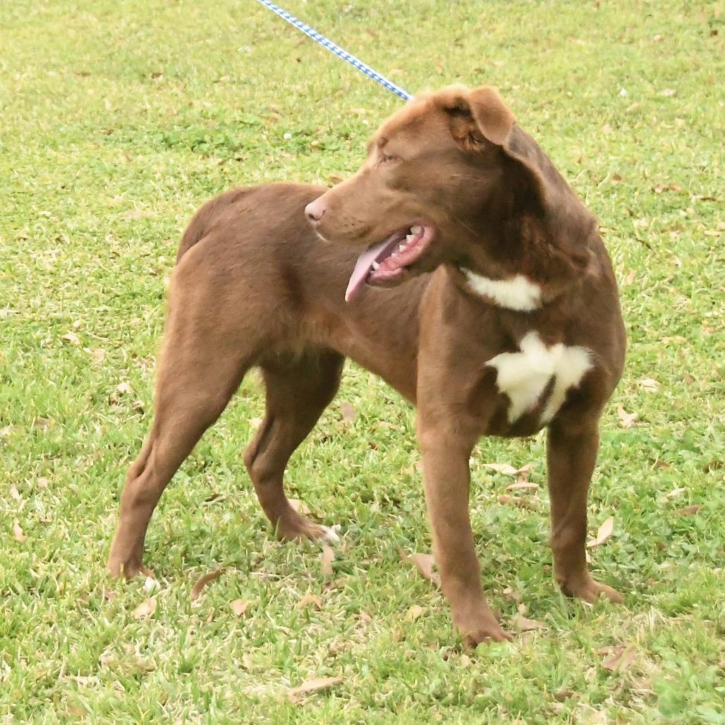 Enlarge Reesa, a Adoptable mixed breed in Natchez, MS image 2/5