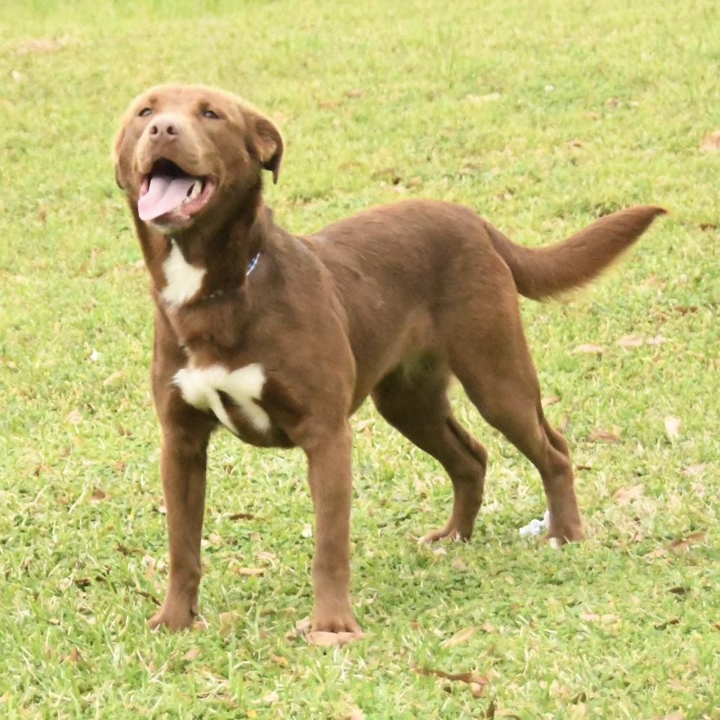 Enlarge Reesa, a Adoptable mixed breed in Natchez, MS image 3/5