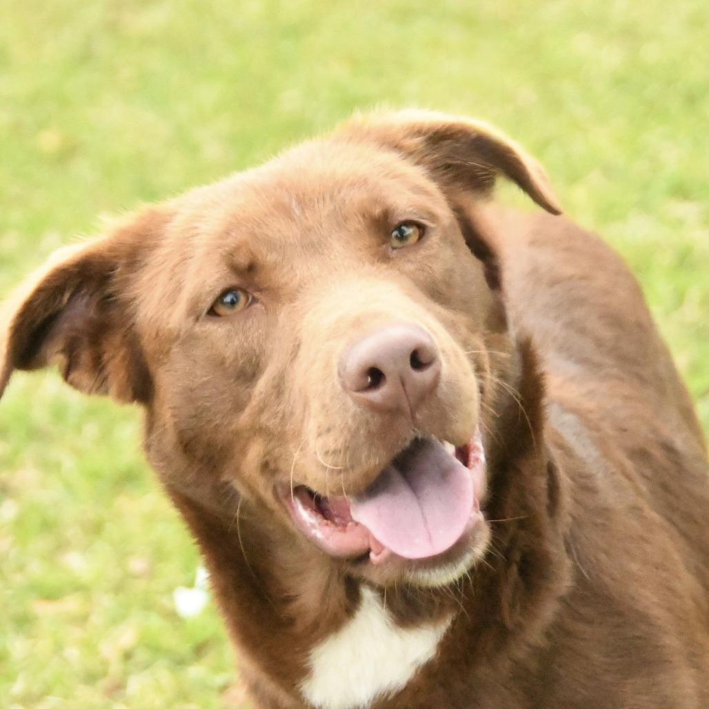 Enlarge Reesa, a Adoptable mixed breed in Natchez, MS image 4/5