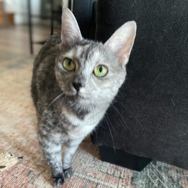Roo, Adoptable, Adult Female Domestic Short Hair.