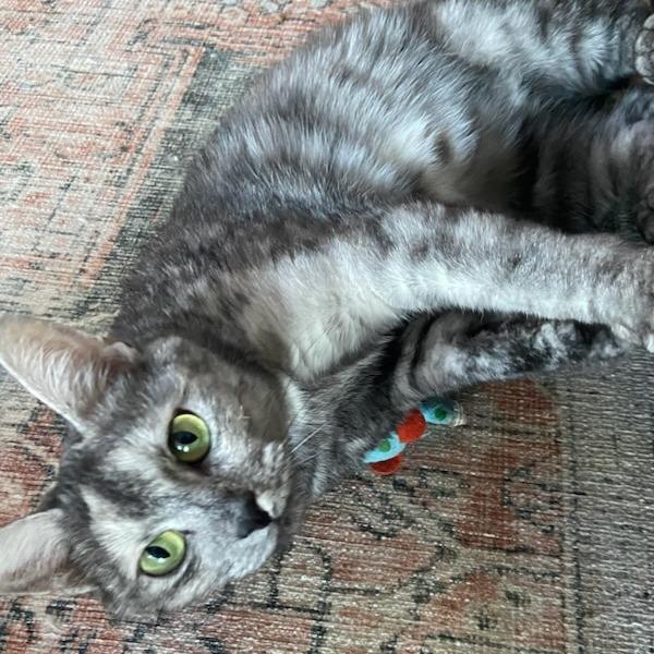 Enlarge Roo, a Adoptable Domestic Short Hair in Smithville, TN image 2/2