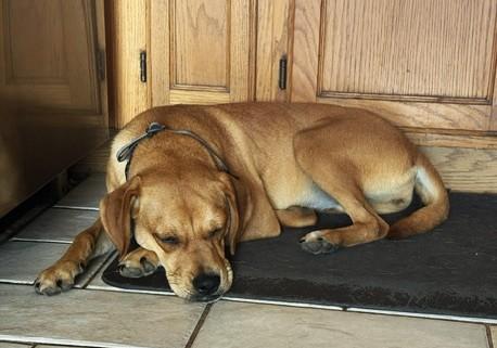 Enlarge Lasso (20 lbs), a Adopted mixed breed in Mississauga, ON image 4/6