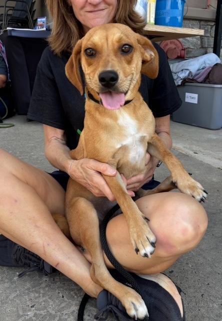 Lasso (20 lbs), Adopted, Young Female Beagle.