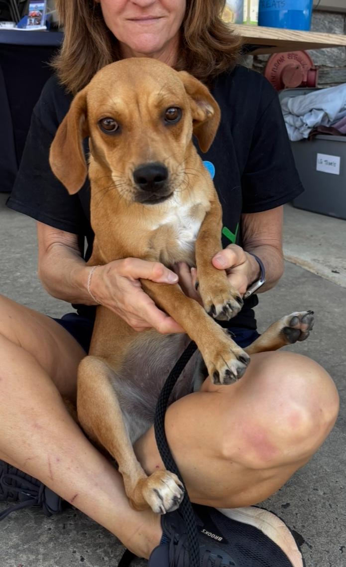 Enlarge Lasso (20 lbs), a Adopted mixed breed in Mississauga, ON image 6/6