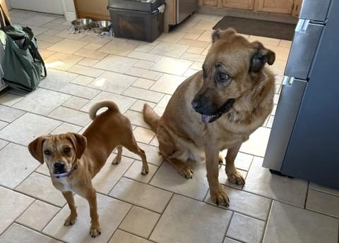 Enlarge Lasso (20 lbs), a Adopted mixed breed in Mississauga, ON image 5/6