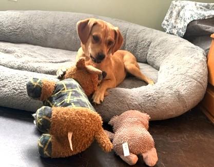 Enlarge Lasso (20 lbs), a Adopted mixed breed in Mississauga, ON image 3/6