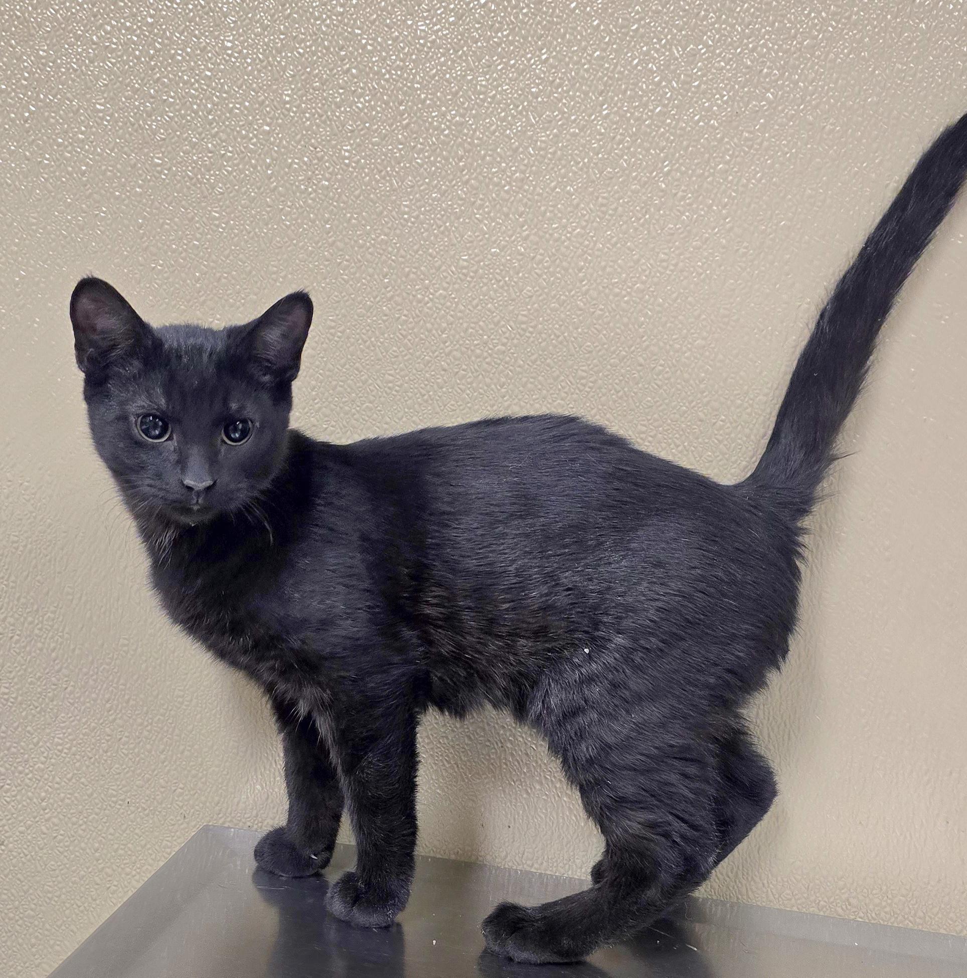 Max, adopted, Kitten Male Domestic Short Hair.