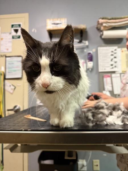 Zorro, Adoptable, Senior Male Domestic Medium Hair.
