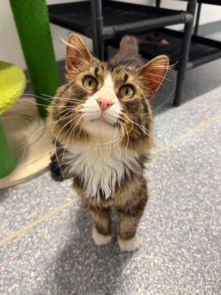 CUBBIE, an adopted Domestic Long Hair in Madison, WI image 3/3