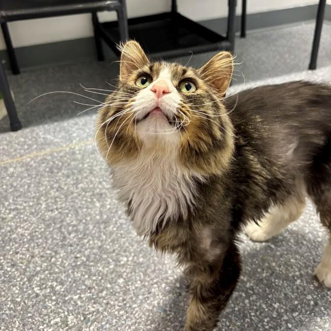 CUBBIE, an adopted Domestic Long Hair in Madison, WI image 2/3