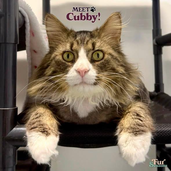 CUBBIE, adopted, Adult Male Domestic Long Hair.