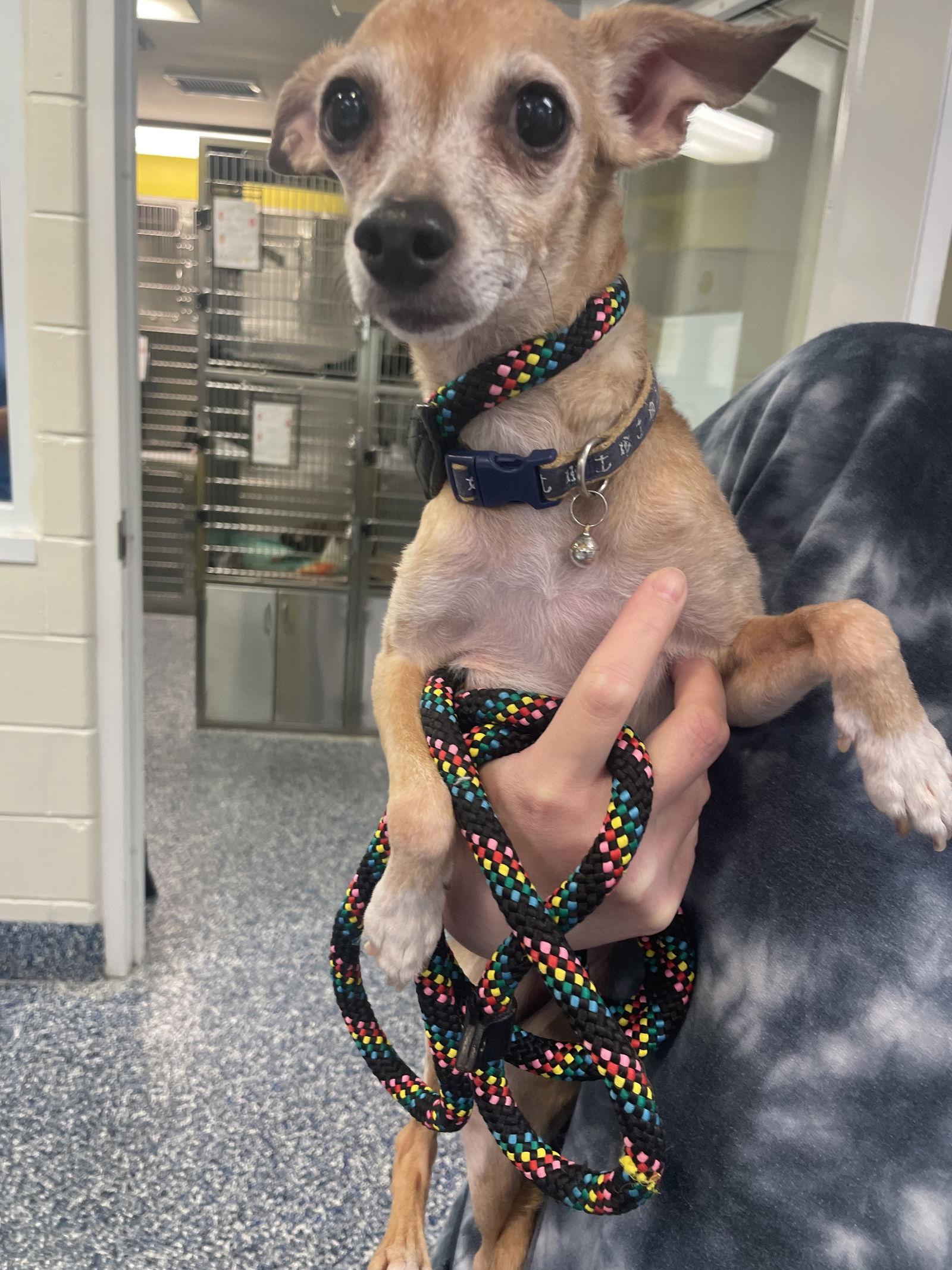 Maya, a Adopted mixed breed in Chester, NJ image 1/3