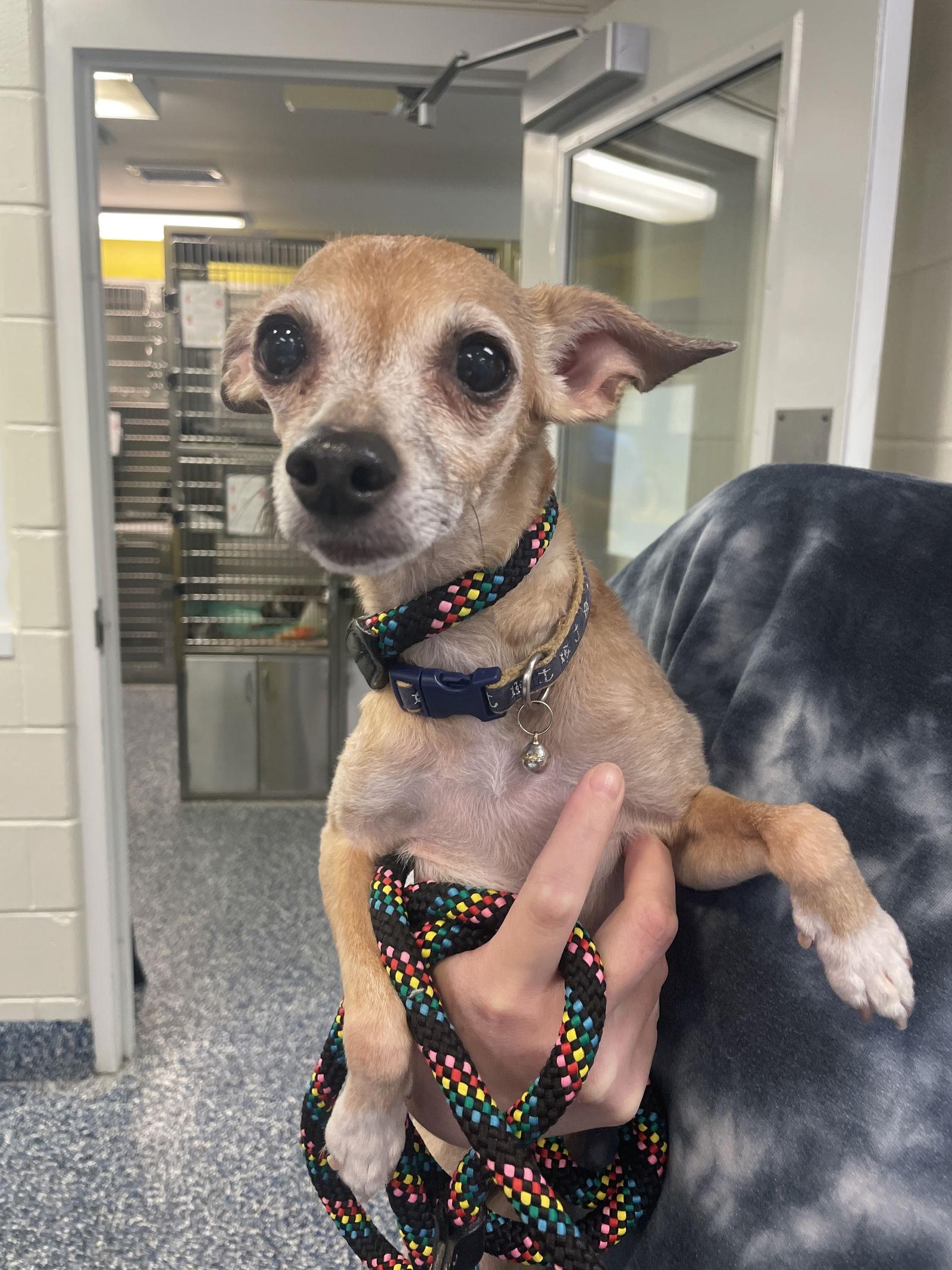 Maya, a Adopted mixed breed in Chester, NJ image 2/3