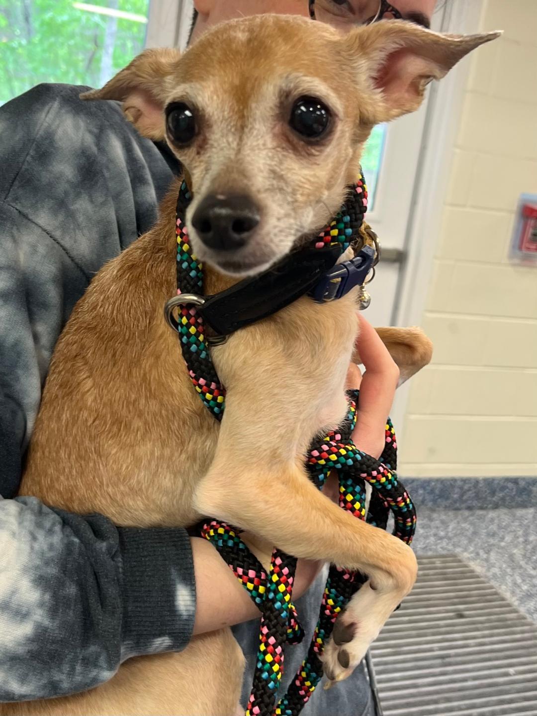 Maya, a Adopted mixed breed in Chester, NJ image 3/3