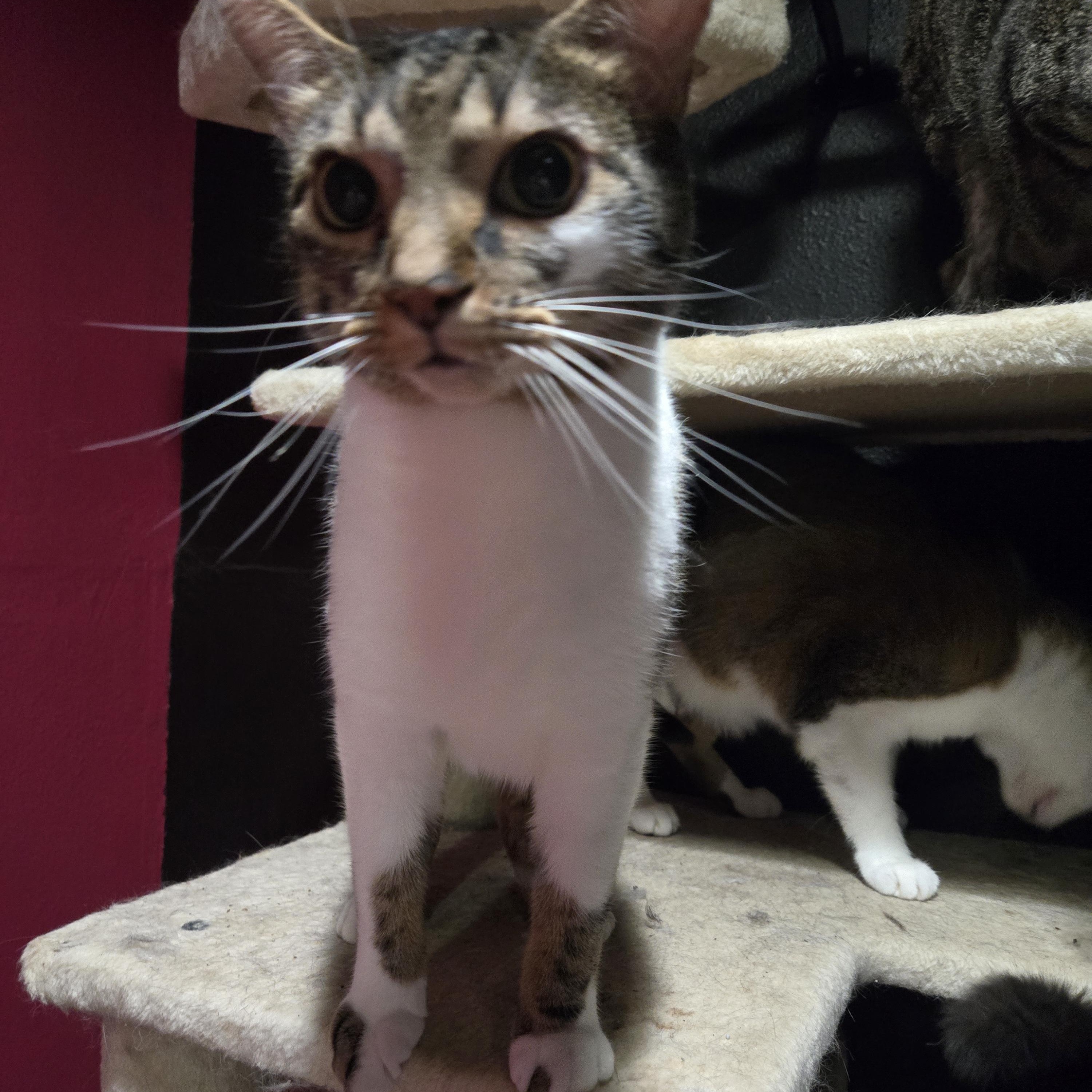 Joey, ADOPTABLE, Adult Male American Shorthair.