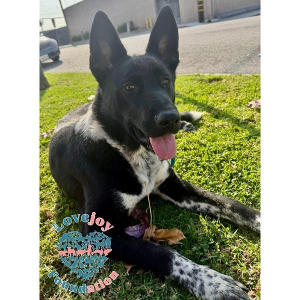 Nikita COH, a ADOPTABLE mixed breed in Inglewood, CA image 1/4