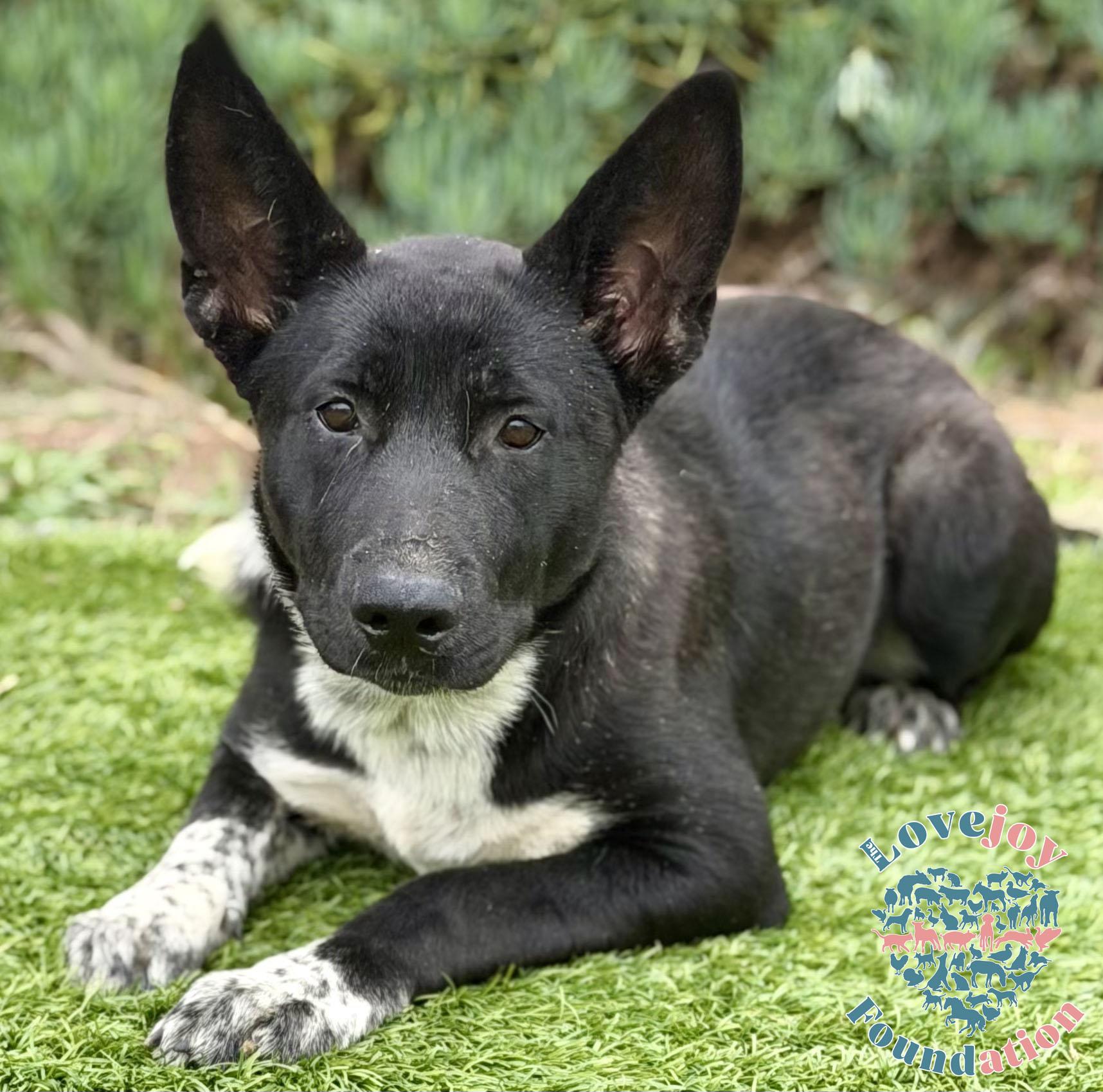 Nikita COH, a ADOPTABLE mixed breed in Inglewood, CA image 3/4