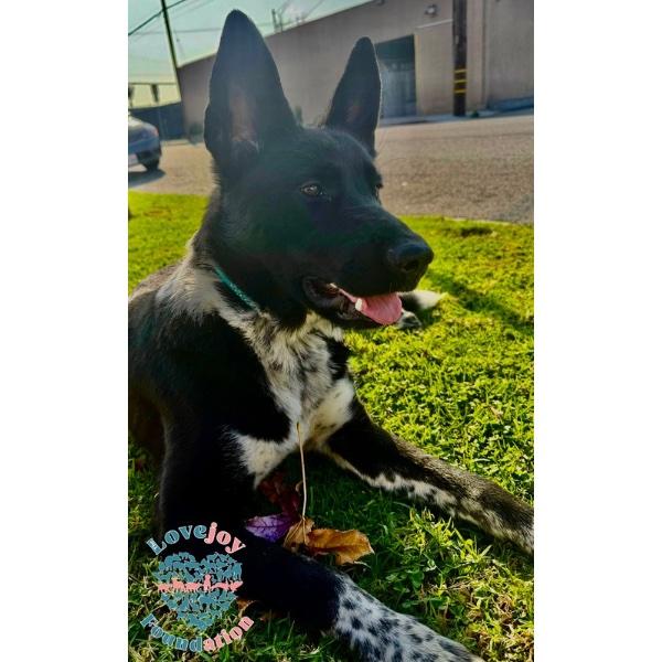 Nikita COH, a ADOPTABLE mixed breed in Inglewood, CA image 2/4