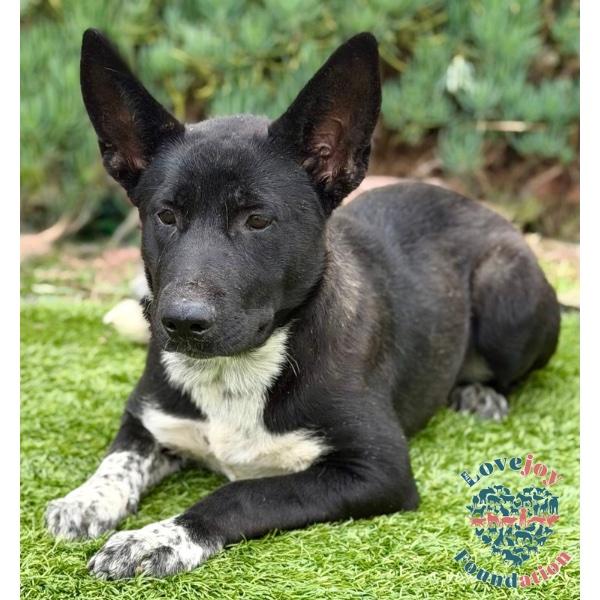 Nikita COH, a ADOPTABLE mixed breed in Inglewood, CA image 4/4