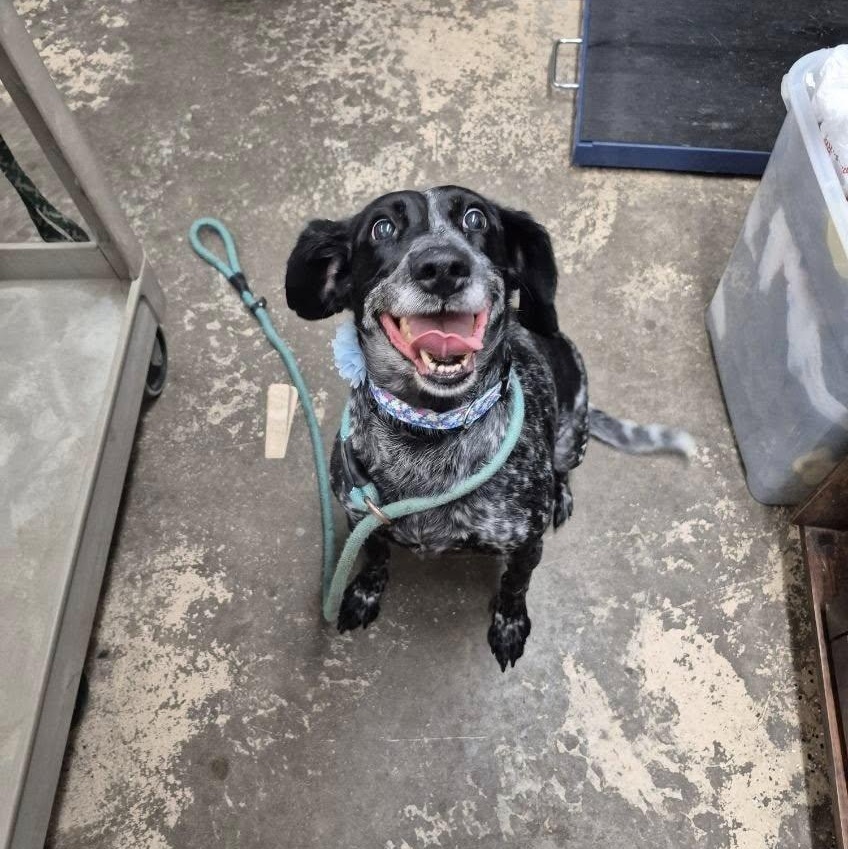 Sky, adopted, Adult Female Mixed Breed.