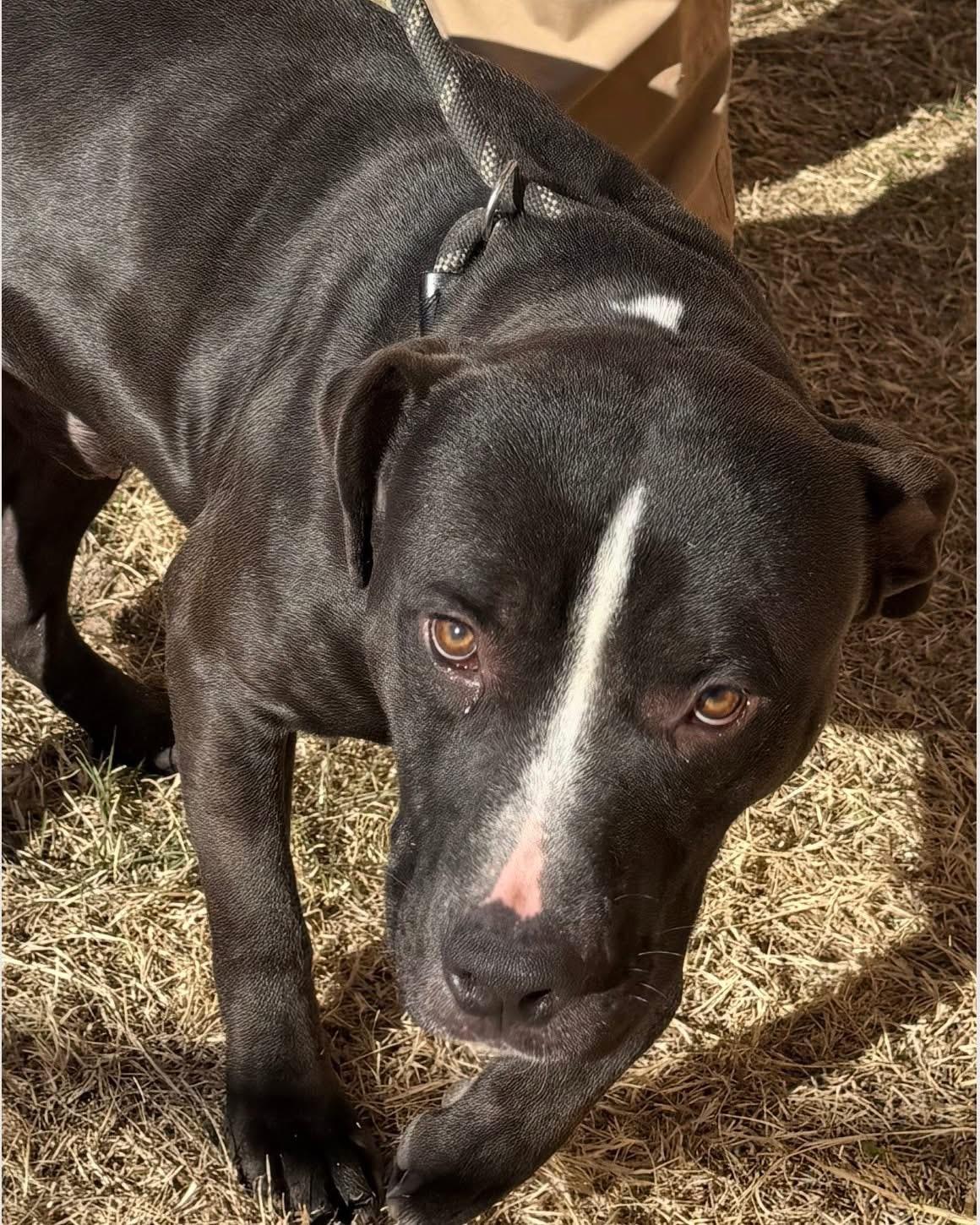 Enlarge Abel , a Adoptable mixed breed in Austin, TX image 3/6