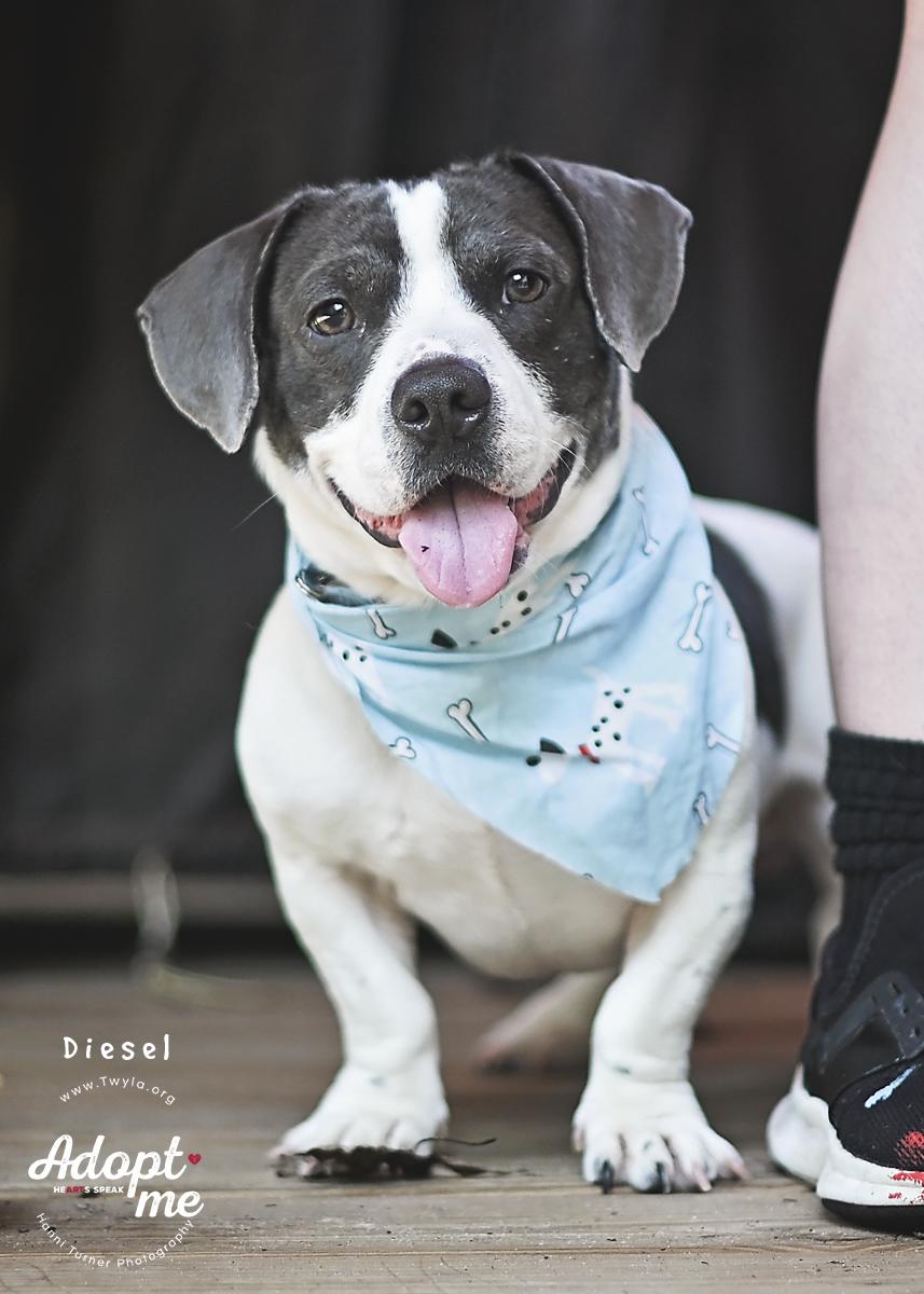 Enlarge Diesel, a ADOPTABLE mixed breed in Kingwood, TX image 4/6