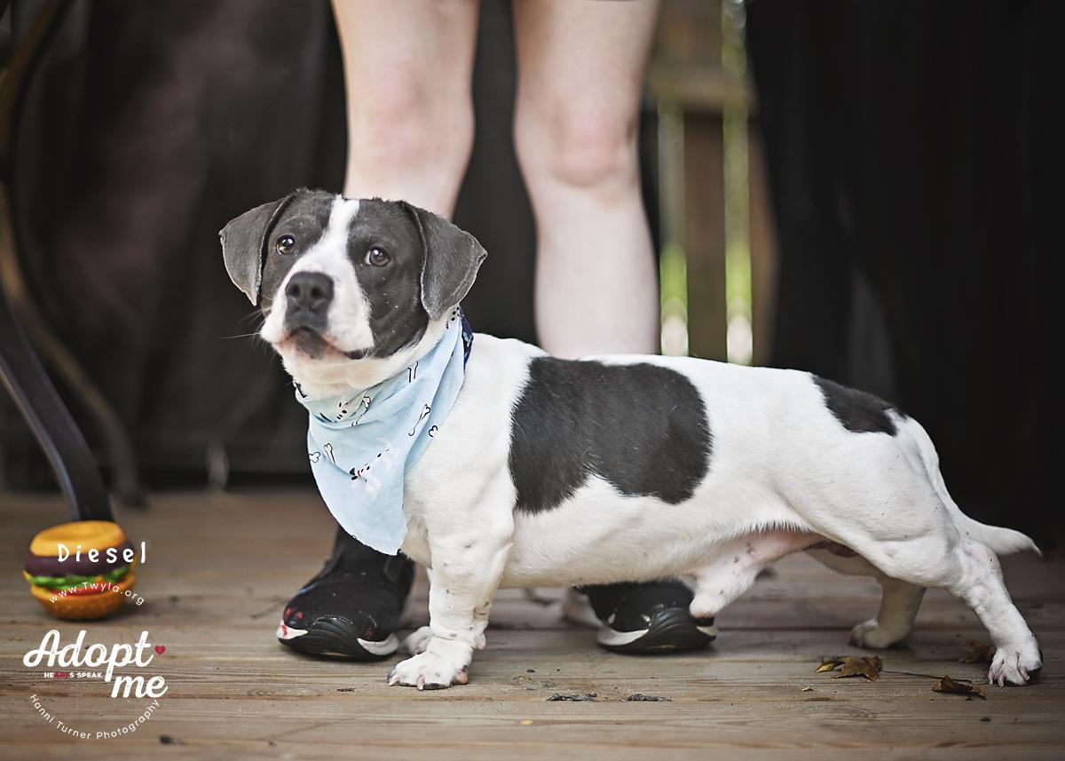 Enlarge Diesel, a ADOPTABLE mixed breed in Kingwood, TX image 2/6