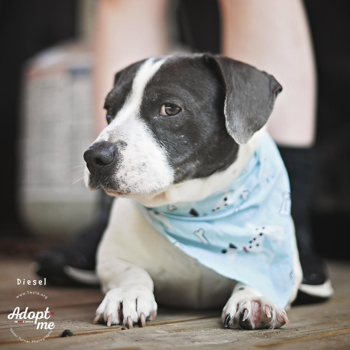 Enlarge Diesel, a ADOPTABLE mixed breed in Kingwood, TX image 6/6