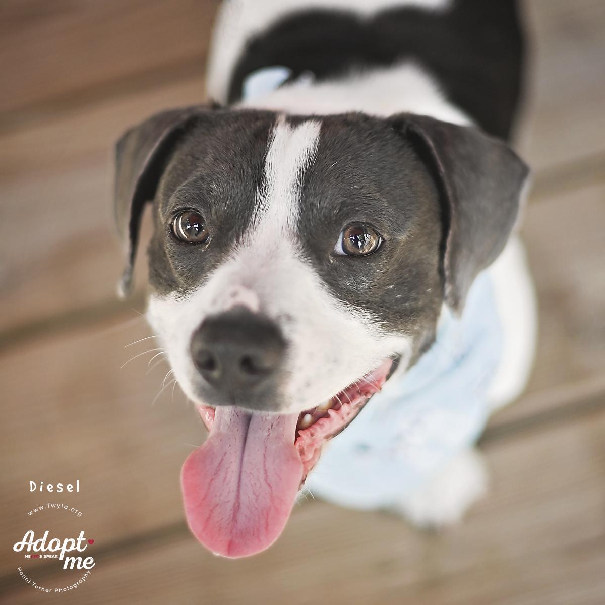 Enlarge Diesel, a ADOPTABLE mixed breed in Kingwood, TX image 1/6