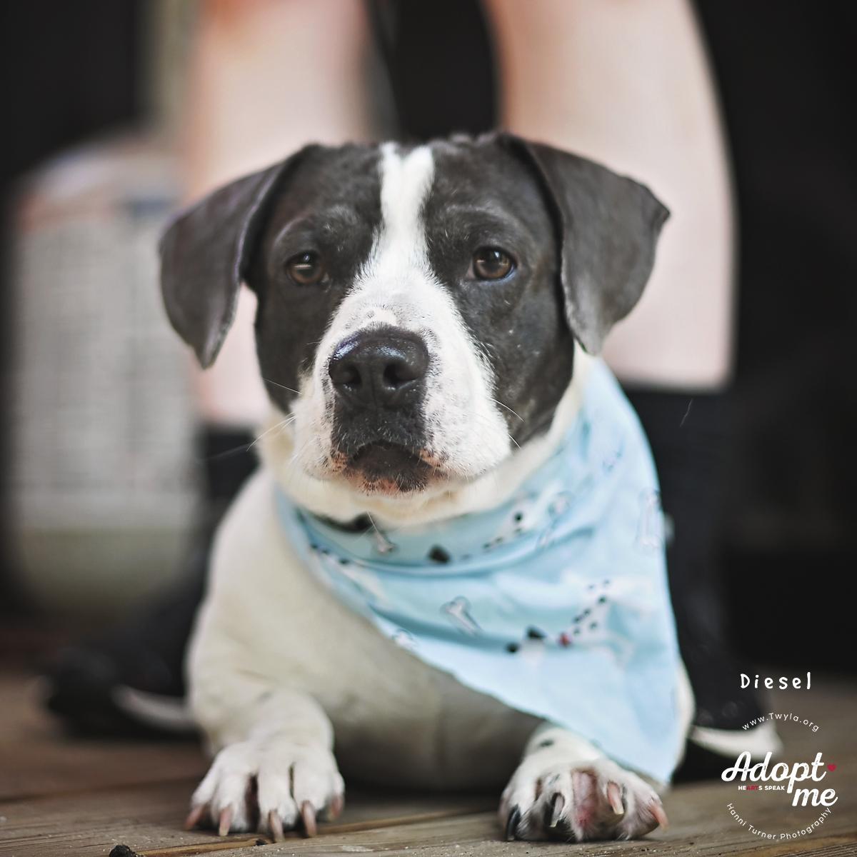 Enlarge Diesel, a ADOPTABLE mixed breed in Kingwood, TX image 3/6