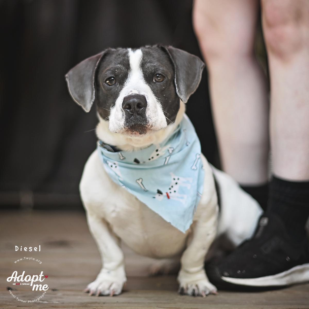 Enlarge Diesel, a ADOPTABLE mixed breed in Kingwood, TX image 5/6