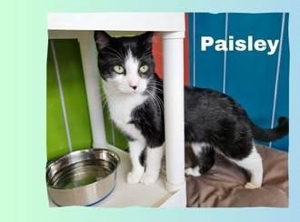 Paisely, Adoptable, Young Female Domestic Short Hair.
