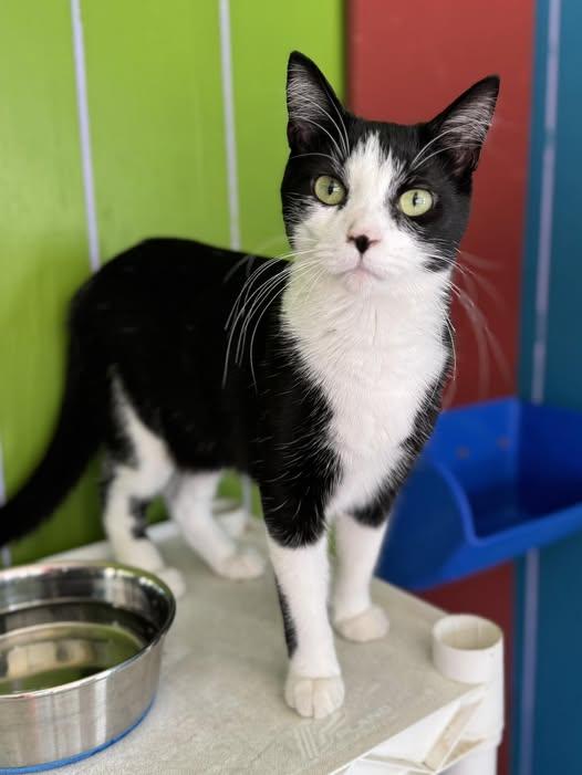 Enlarge Paisely, a Adoptable Domestic Short Hair in Monticello, IL image 1/2