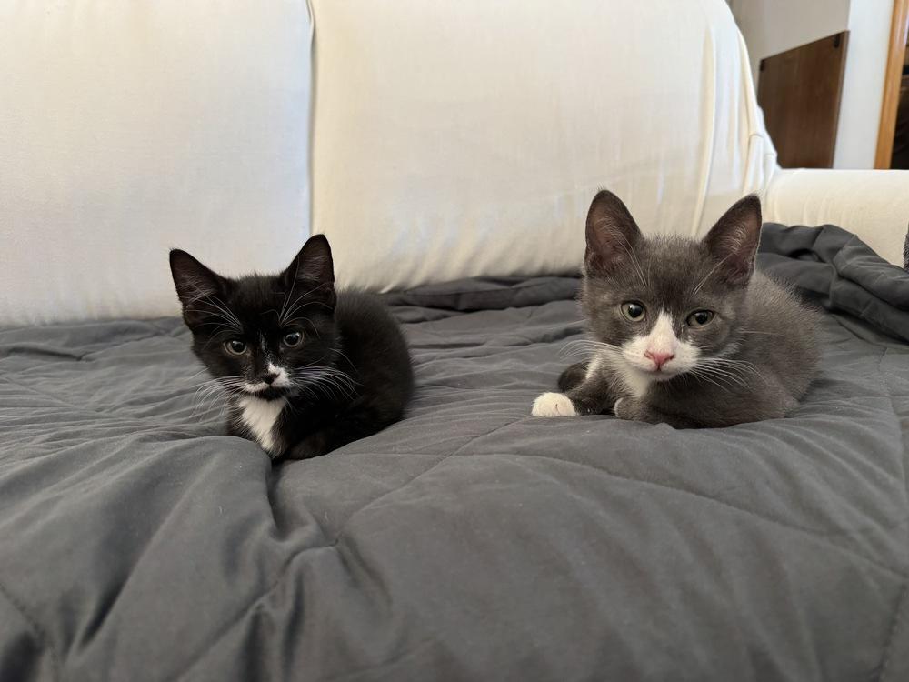 Cosmo (Zee), a Adoptable Domestic Short Hair in New York, NY image 1/6