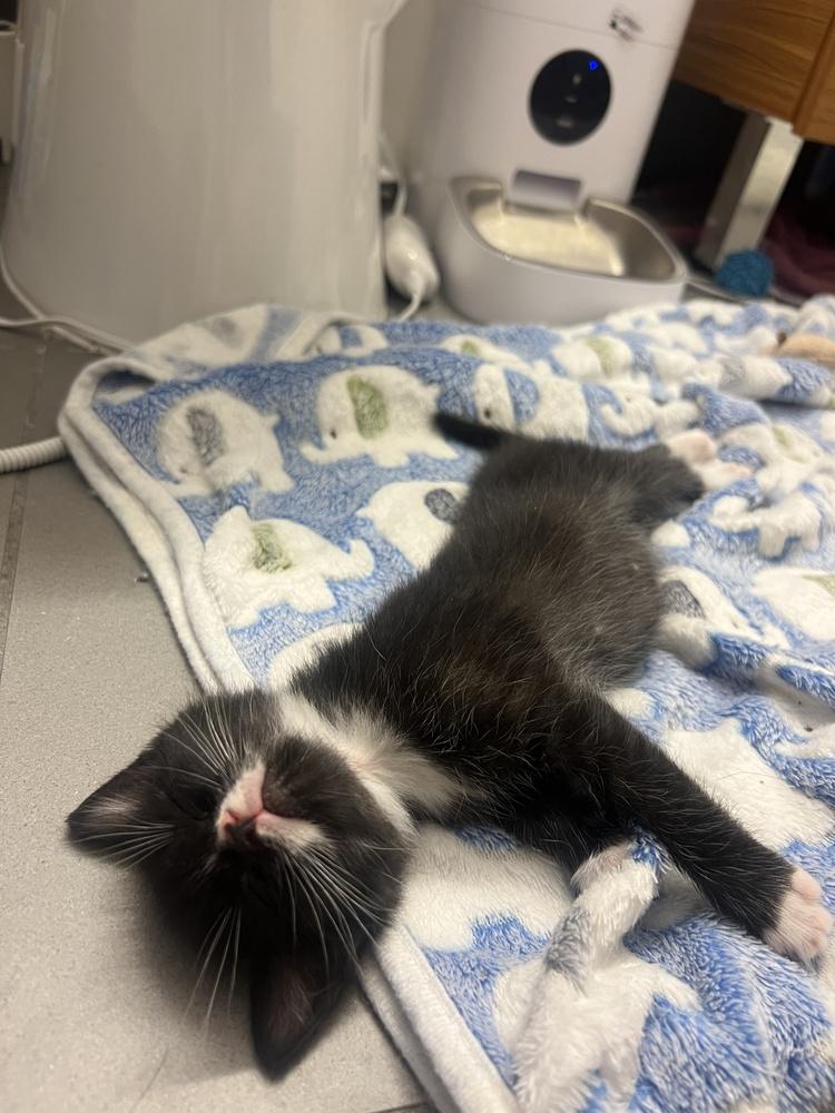 Cosmo (Zee), a Adoptable Domestic Short Hair in New York, NY image 2/6
