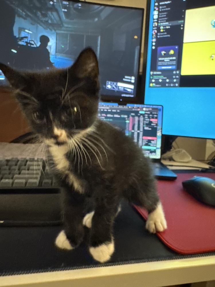 Cosmo (Zee), a Adoptable Domestic Short Hair in New York, NY image 3/6
