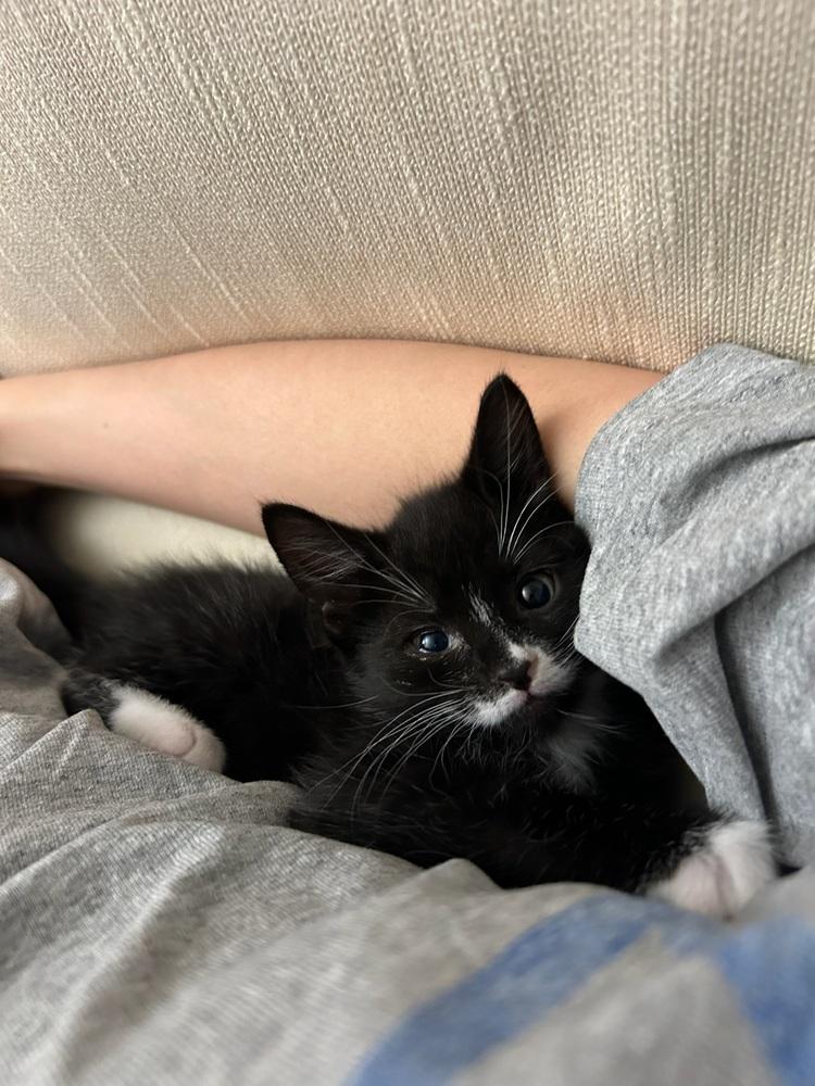 Cosmo (Zee), a Adoptable Domestic Short Hair in New York, NY image 4/6