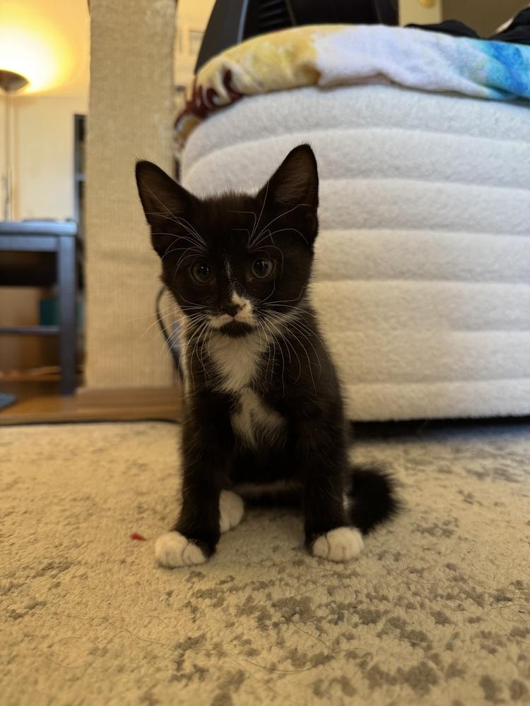 Cosmo (Zee), a Adoptable Domestic Short Hair in New York, NY image 5/6