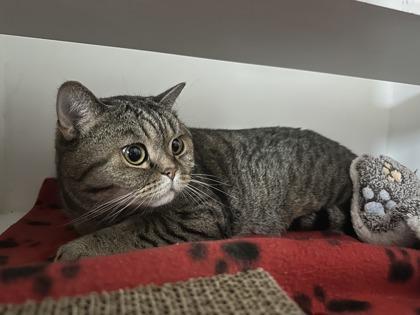 Rowan, a Adoptable mixed breed in Traverse City, MI image 1/3