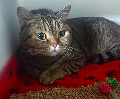 Rowan, a Adoptable mixed breed in Traverse City, MI image 2/3