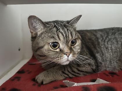 Rowan, a Adoptable mixed breed in Traverse City, MI image 3/3