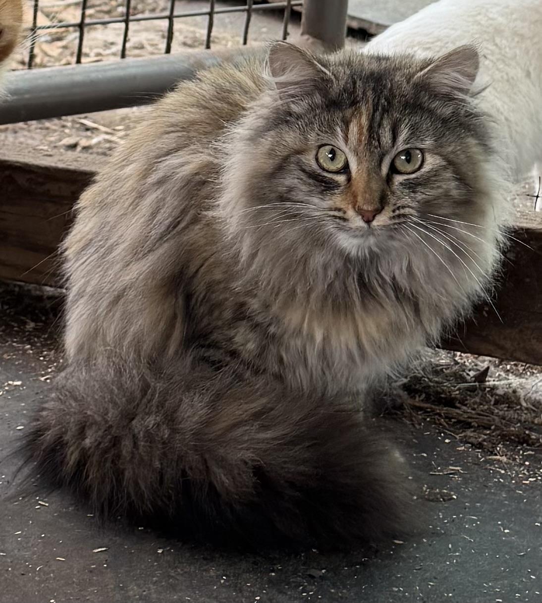 Rosalie, ADOPTABLE, Young Female Domestic Medium Hair.