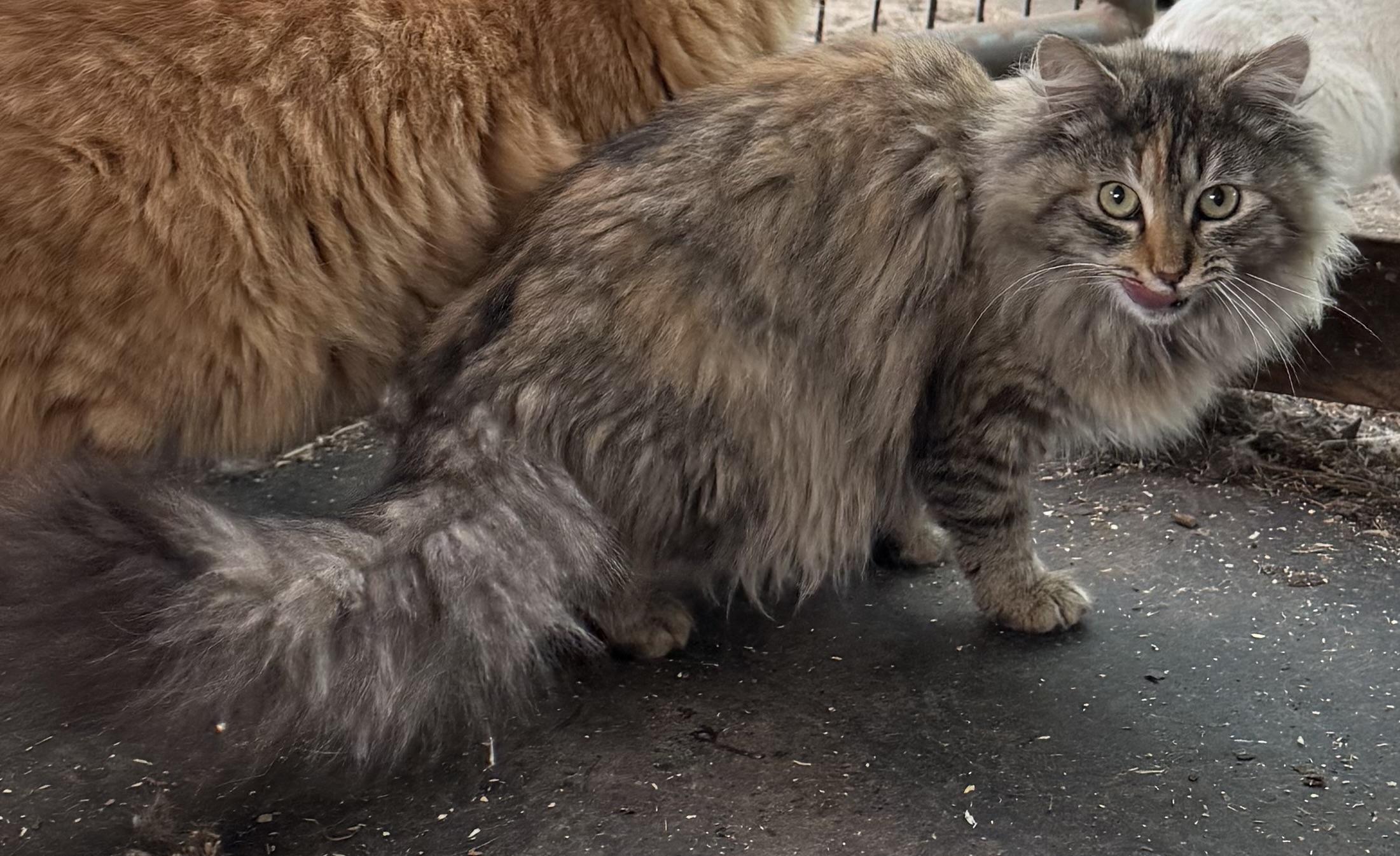 Enlarge Rosalie, a ADOPTABLE Domestic Medium Hair in Dunnigan, CA image 2/2