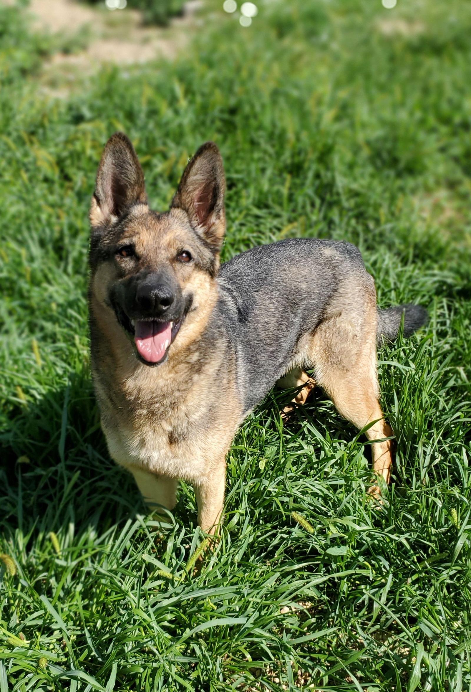 Enlarge Nova, a Adopted German Shepherd Dog in Estherville, IA image 3/3
