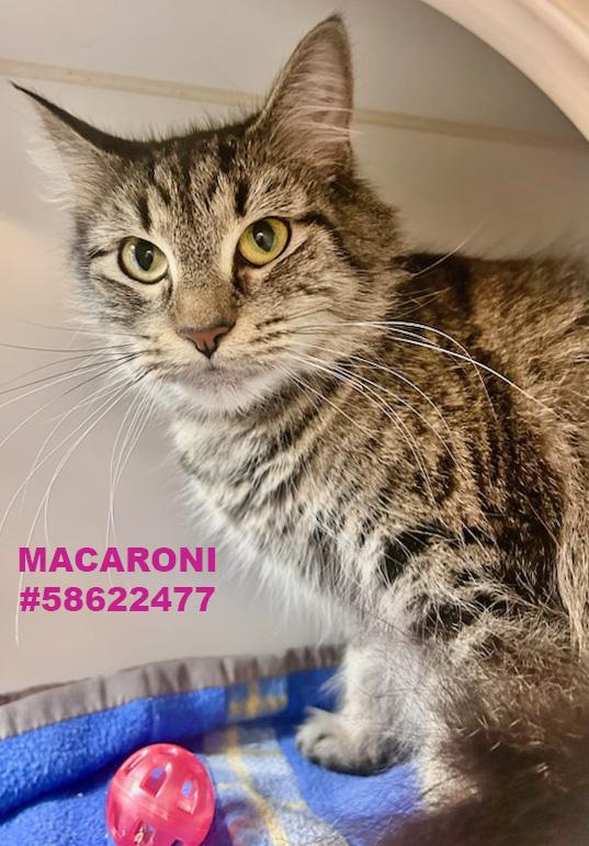 Macaroni, Adoptable, Adult Male Tabby.