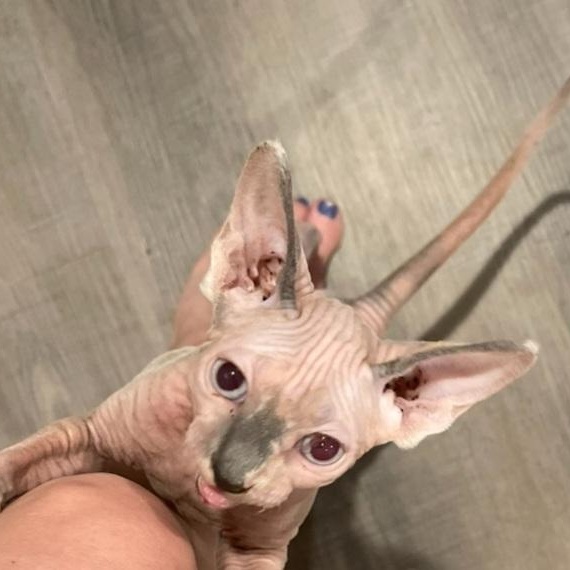 Enlarge Nue, an adopted Sphynx / Hairless Cat in Magnolia, TX image 1/2