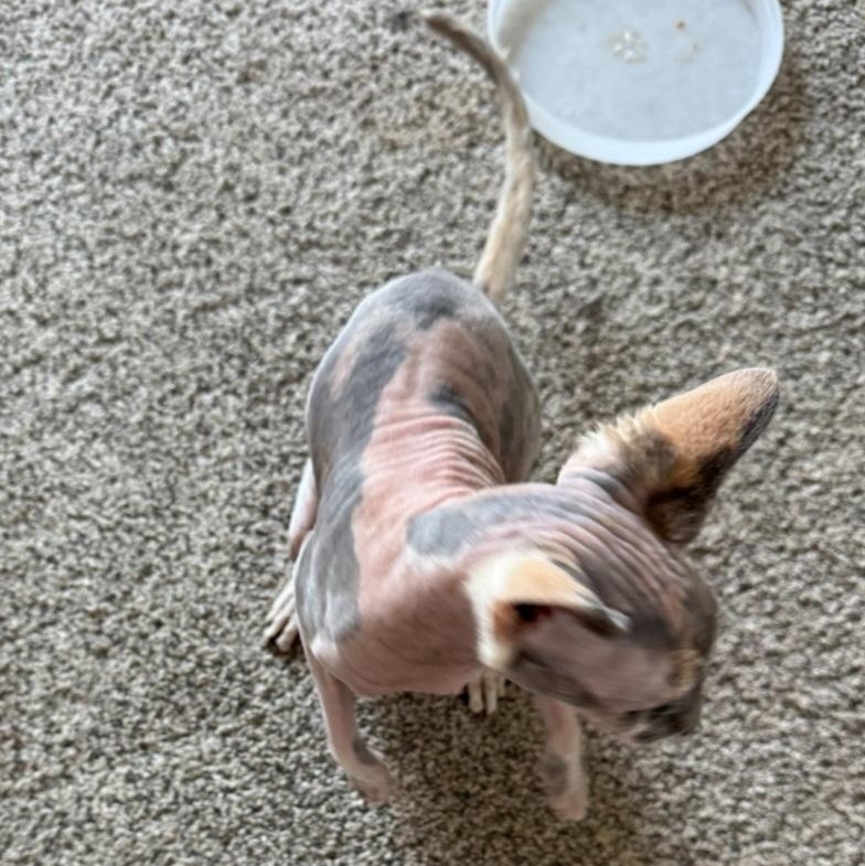 Enlarge Nue, an adopted Sphynx / Hairless Cat in Magnolia, TX image 2/2
