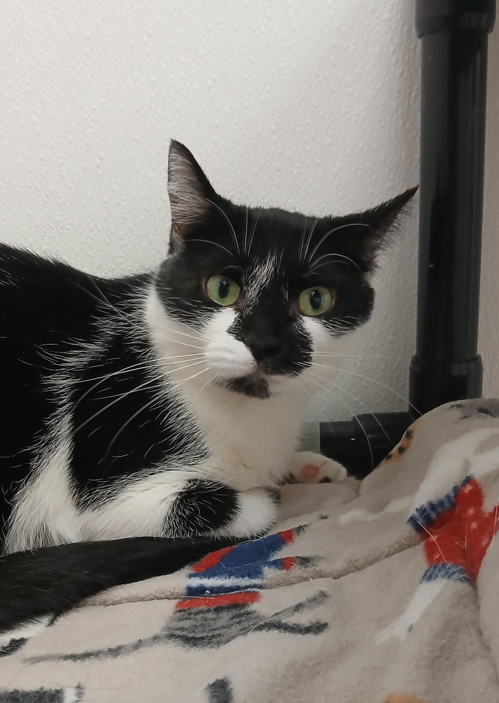 Gracie, Adoptable, Adult Female Domestic Short Hair.