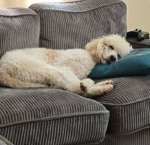 Enlarge Toni, an adopted Standard Poodle in Merrillville, IN image 2/6