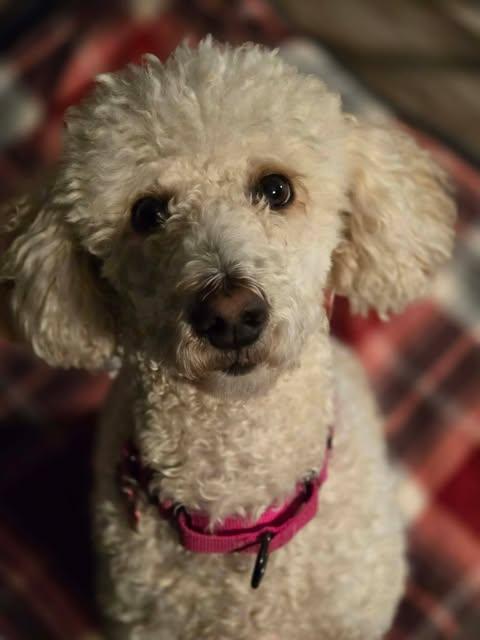 Enlarge Toni, an adopted Standard Poodle in Merrillville, IN image 5/6